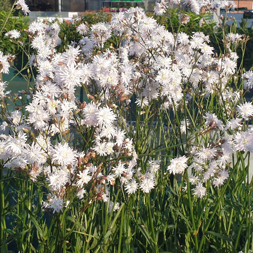 Lychnis flos-cuculi 'Petit Henri'