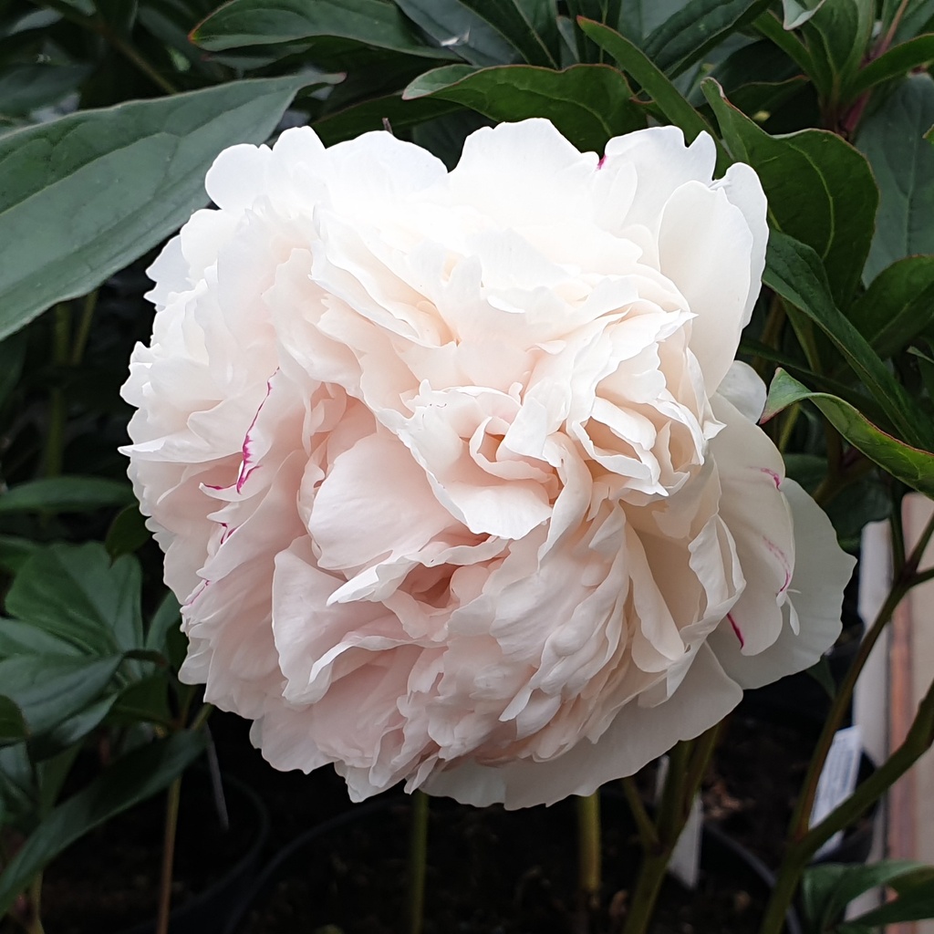 Pivoine  lactiflora 'Shirley Temple'