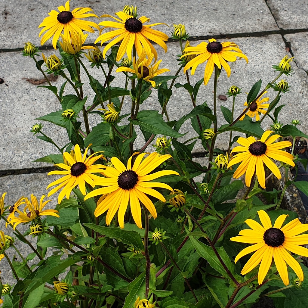 Rudbeckia fulgida sullivantii 'Goldsturm'