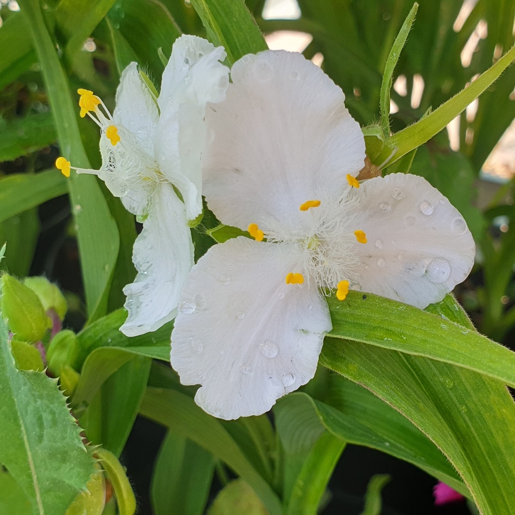 Tradescantia x andersoniana 'Innocence'