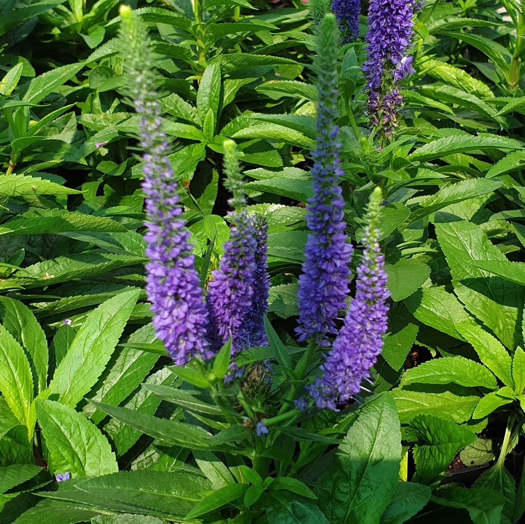 Veronica  spicata 'Glory' (Royal Candles)