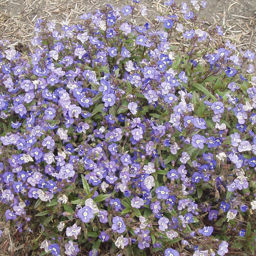 Veronica peduncularis 'Georgia Blue'