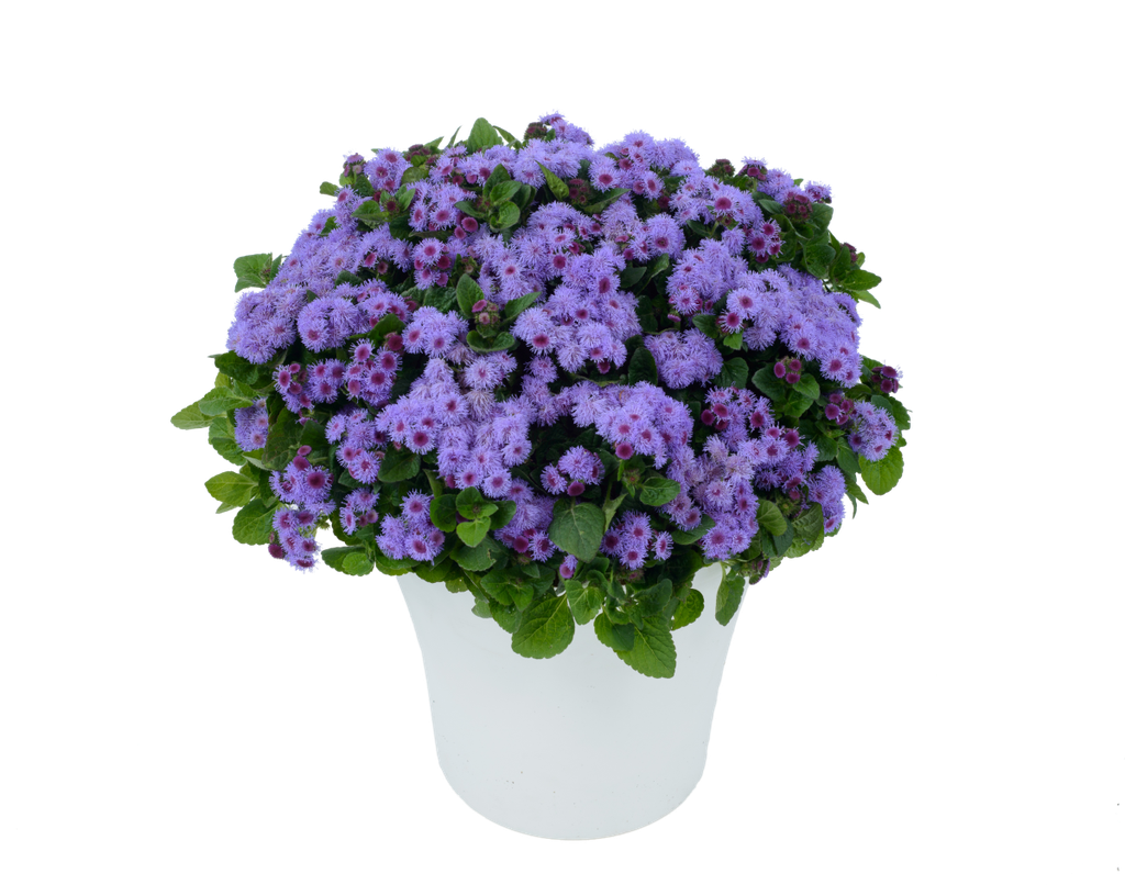 Ageratum Aguilera Violet