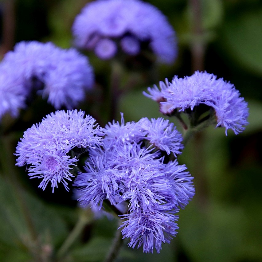 Ageratum houstonianum Packstar Blue