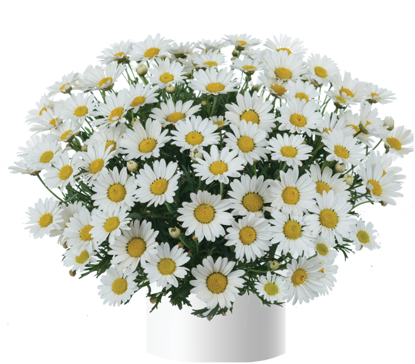 Anthemis Everest