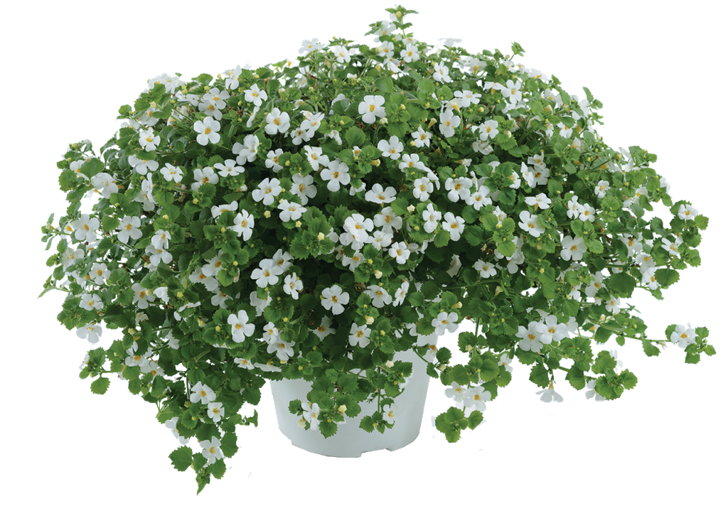 Bacopa Gulliver Dynamic White