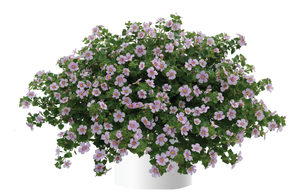 Bacopa Gulliver Pink Heart Improved