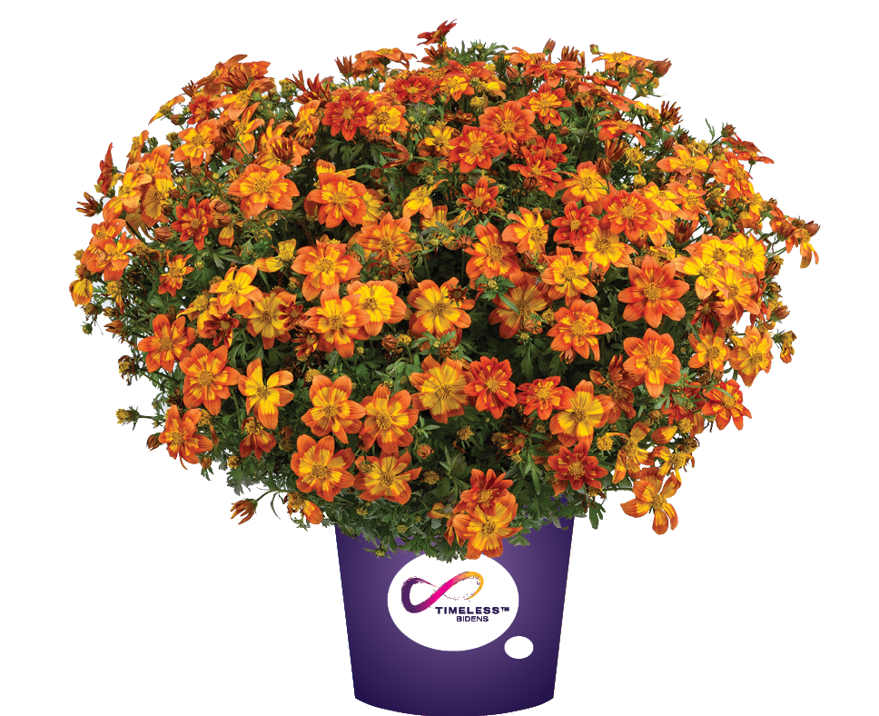 Bidens  Blazing Volcano