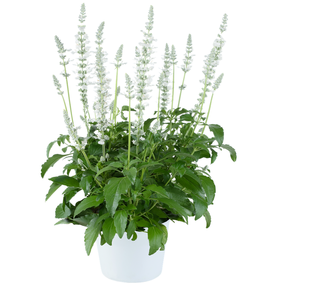 Salvia  farinacea Sallyfun Pure White