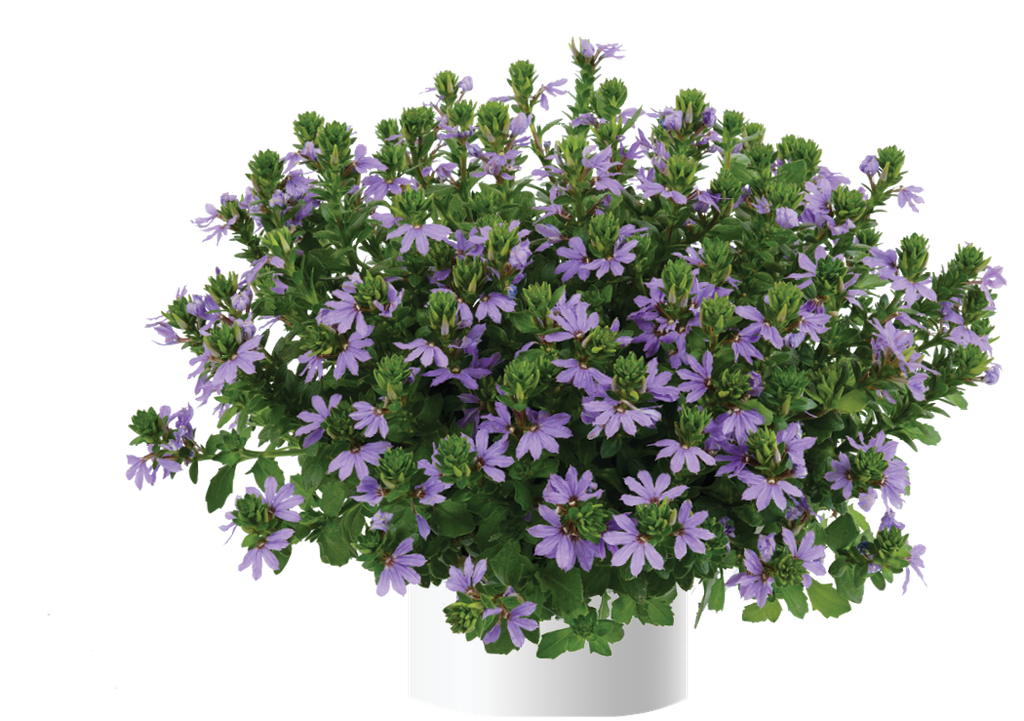 Scaevola Blue Touch