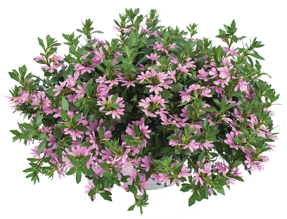 Scaevola Pink Blessing