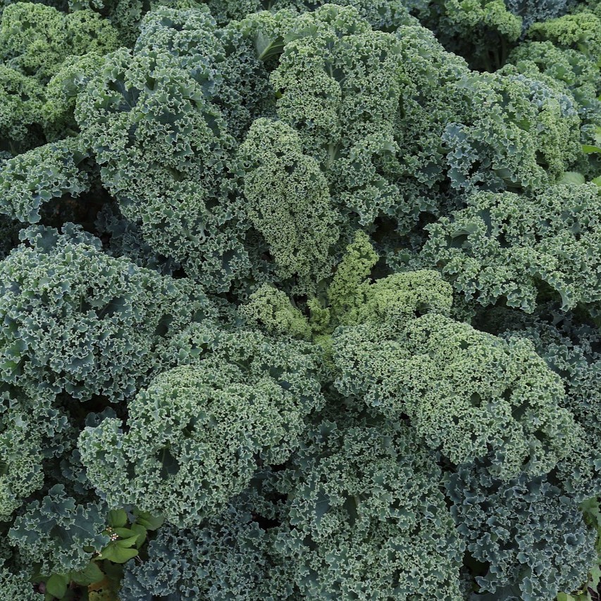 Chou frisé (chou kale) vivace
 Plant en pot de 1 l