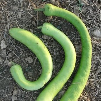 Courge Serpent de Sicile (semence)