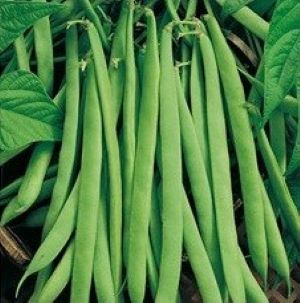 Haricot à rames Phénomène (semence)
