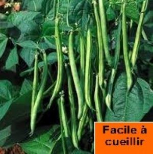 Haricot nain sans fils Maxi (semence)