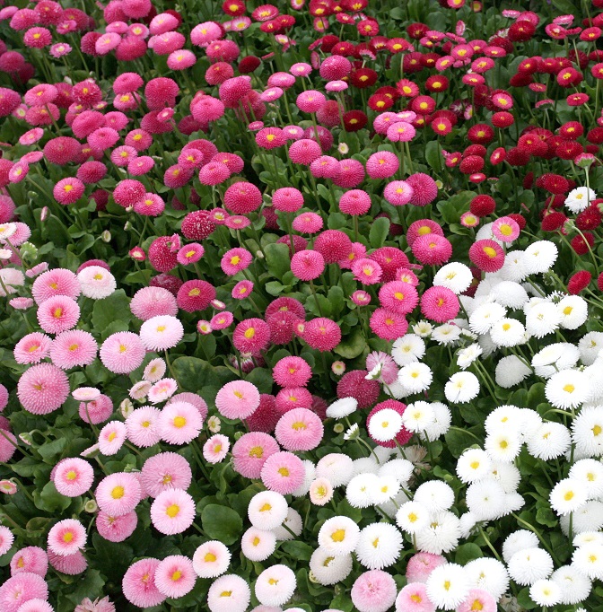 Bellis perennis Tasso mix