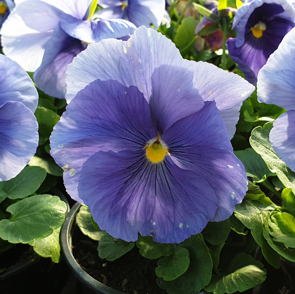 Pensée à grosses fleurs Carrera Azure