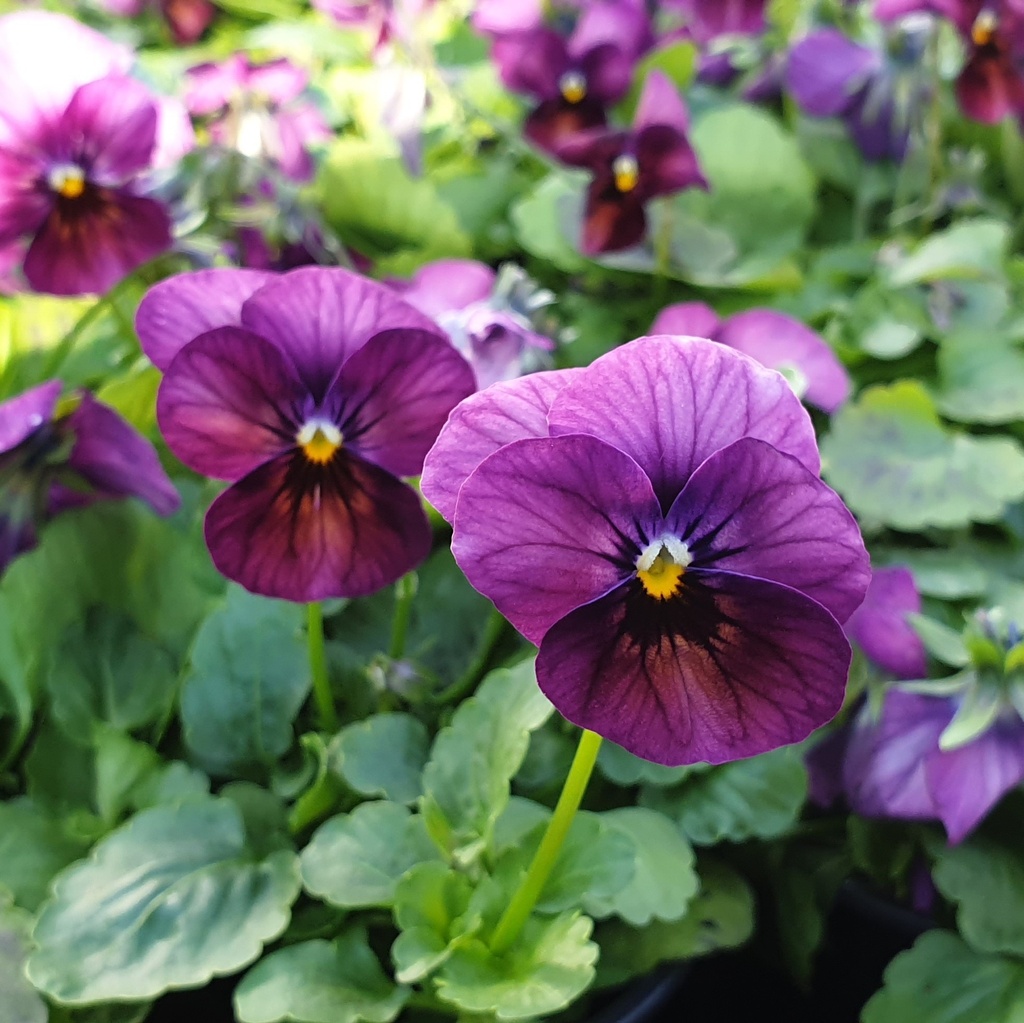 Pensée à petites fleurs Butterfly Violet Antique