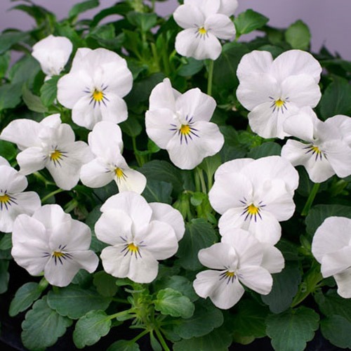 Pensée à petites fleurs Butterfly White