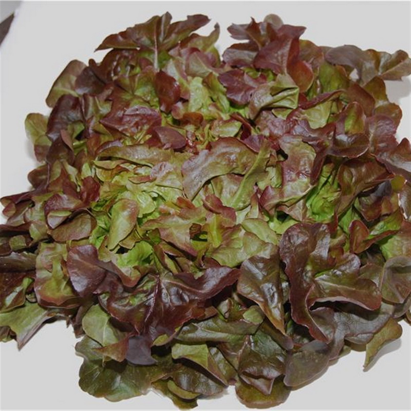 Laitue feuille de chêne         Red Salad Bowl (semence)