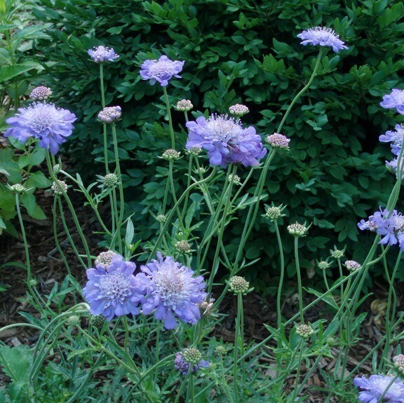 Scabiosa  columbaria 'Butterfly Blue'