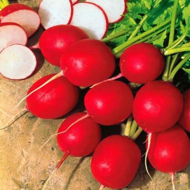 Radis rouge Cherry Belle (semence)