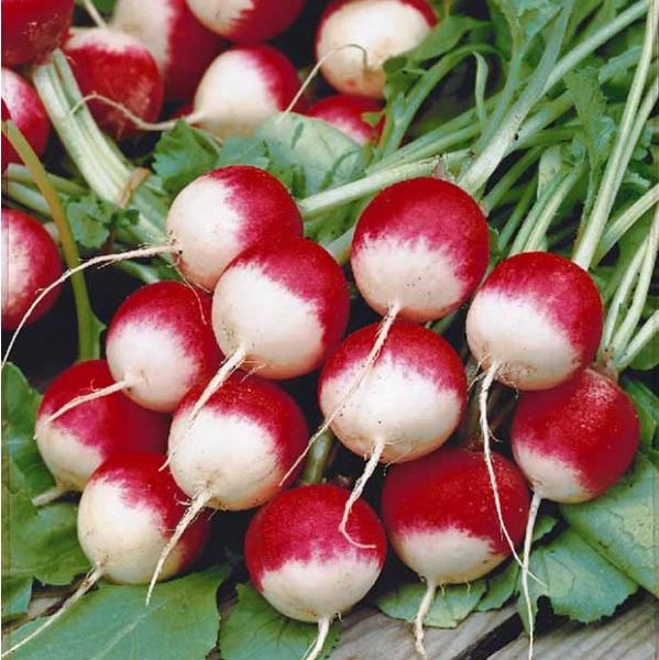 Radis rouge à bout blanc National (semence)