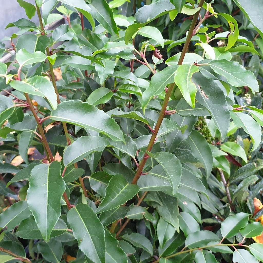 Prunus lusitanica 40/+ 3 L