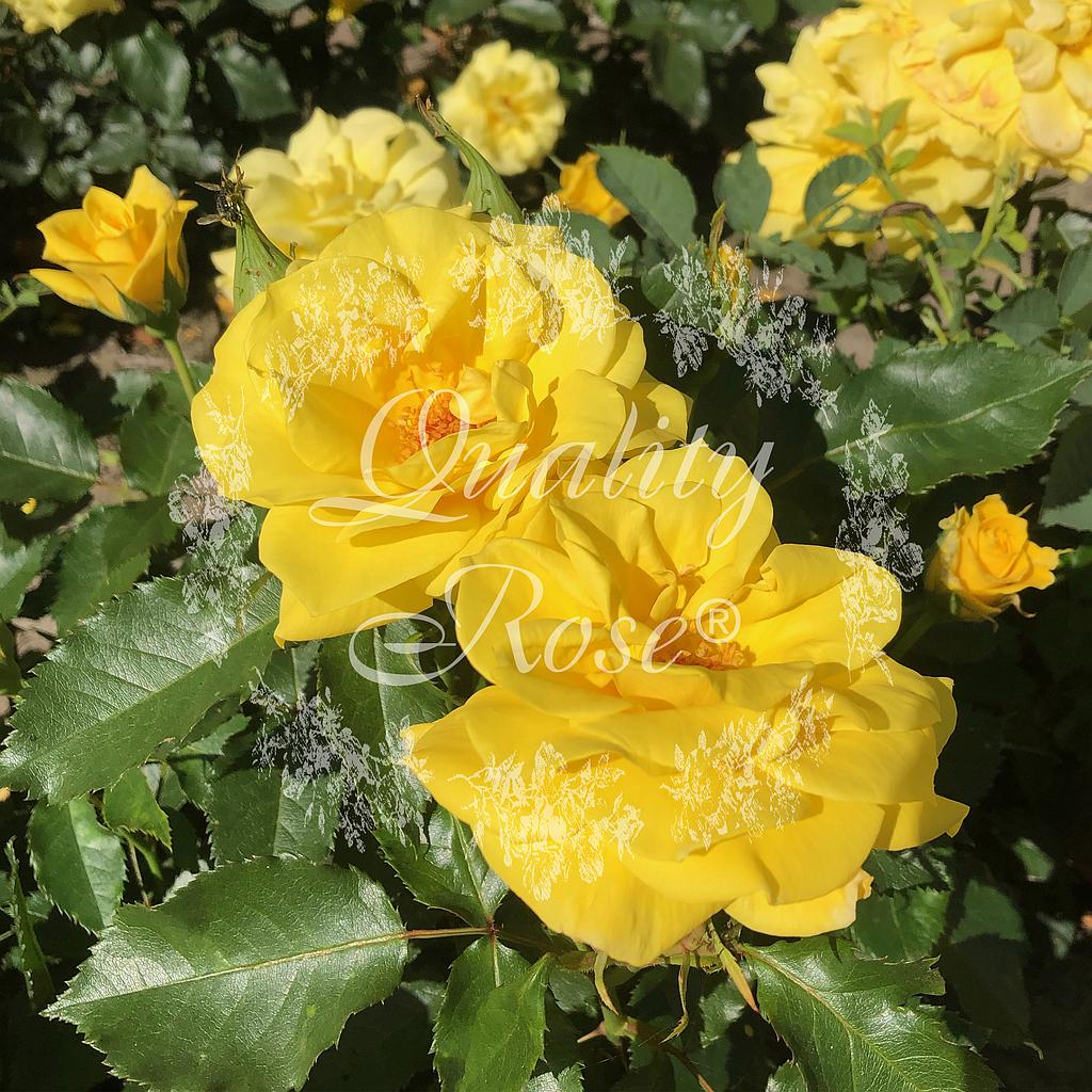 Rosier Friesia ®