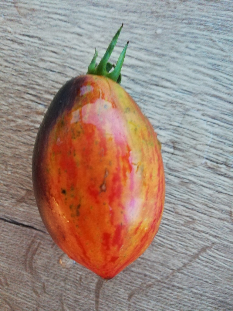 Tomate  noire Gargamel
 Plant en pot de 8X8 cm