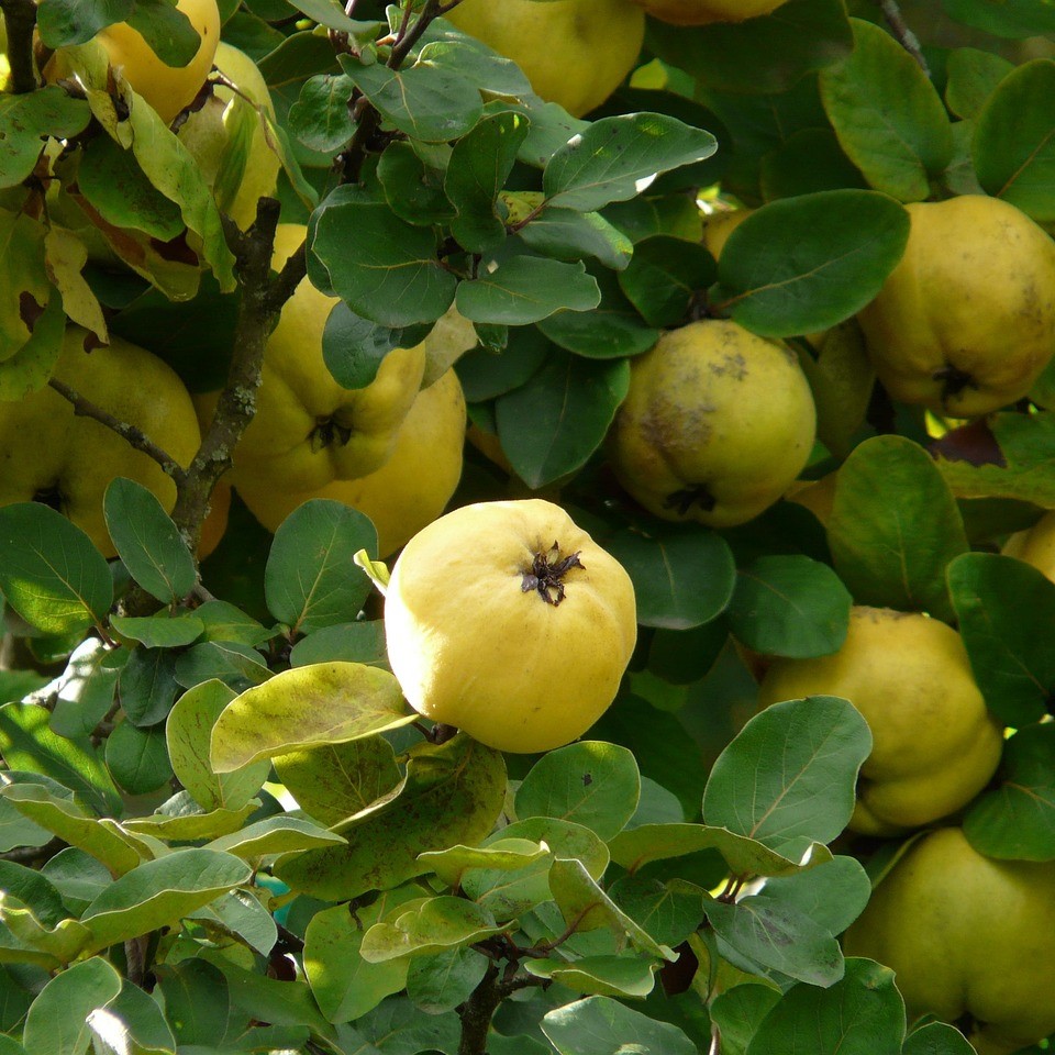 Cognassier basse-tige 2 ans  Champion 5 L