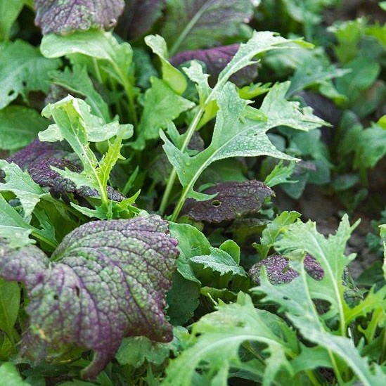 Laitue à couper Mesclun oriental (Semences)