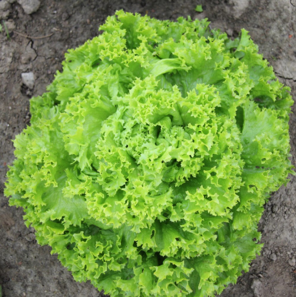 Laitue lollo Bionda (Semences)