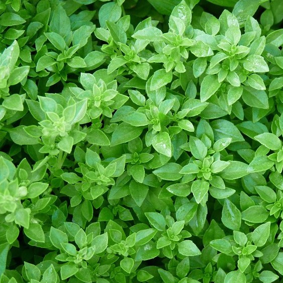 Basilic Fin vert (semence)