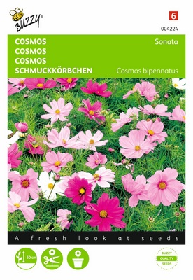 Cosmos Sonata (Semences)