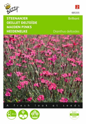 Oeillet Deltoïde Brillant (Semences)