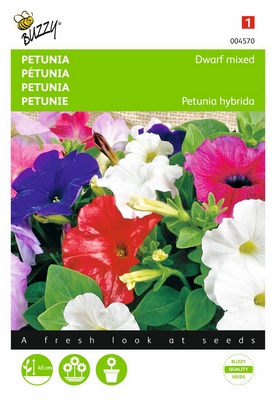 Petunia Compacta nain (Semences)