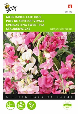 Pois de Senteur Vivace (Semences)