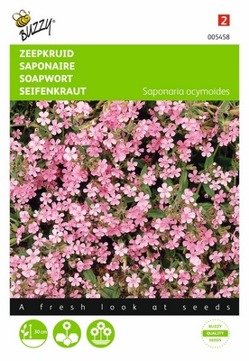 Saponaire (Semences)