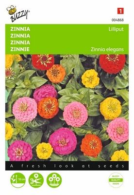 Zinnia Liliput (Semences)