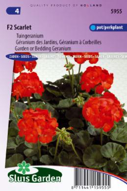 Géranium droit F2 Scarlet (Semences)