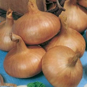 Oignon jaune Paille des Vertus - 8 g