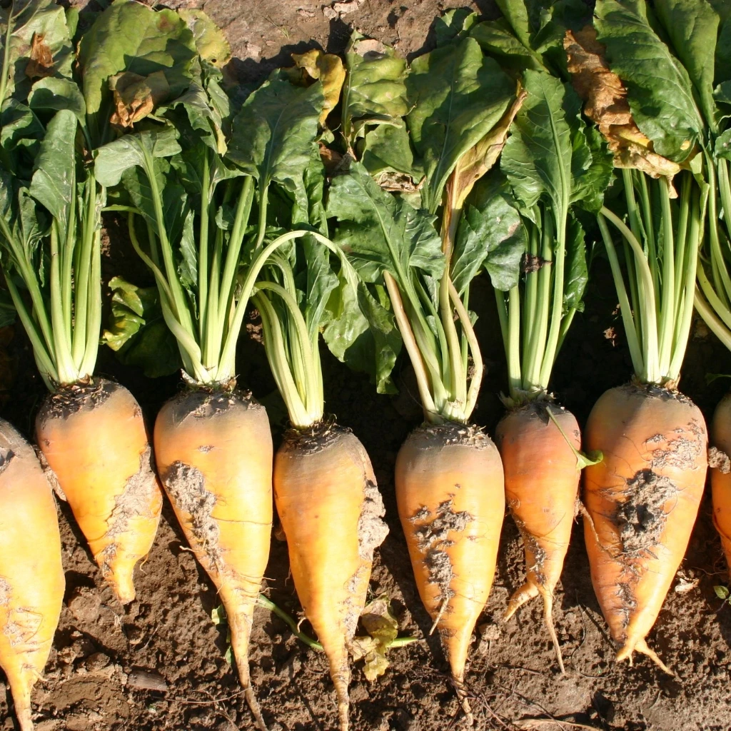 [B881503] Betterave fourragère Brigadier - 250 g