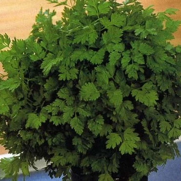 Cerfeuil commun - 20 g