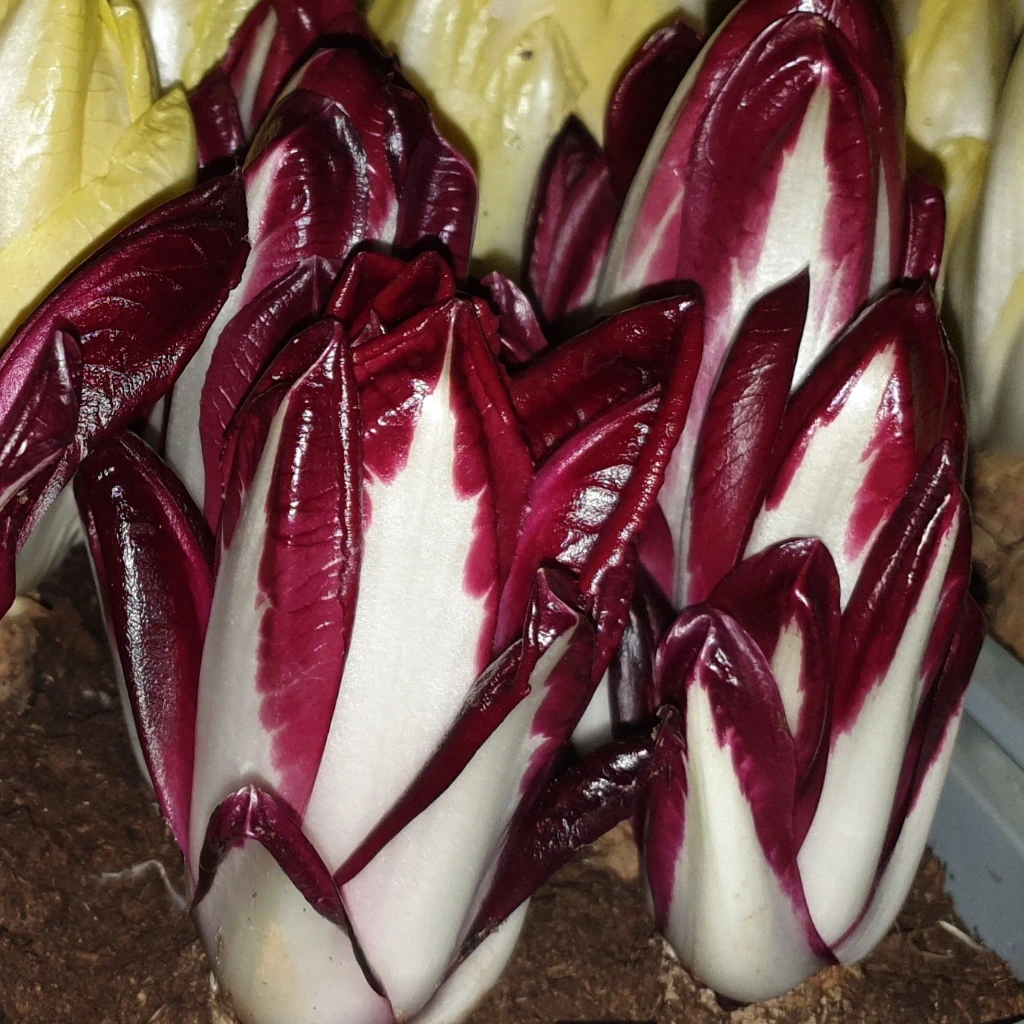 Chicorée de Bruxelles Festive F1 - 150 graines