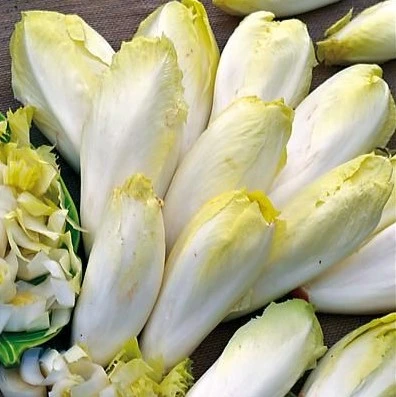 [S17005] Chicorée de Bruxelles Sél. avec terre de couverture - 8 g