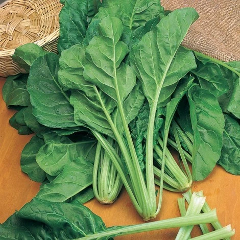 Poirée bette Verte à couper - 10 g