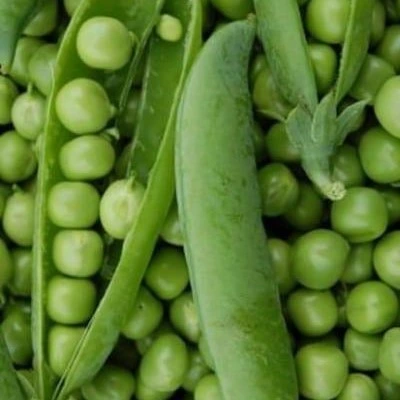 Pois à rames Sénateur - 100 g