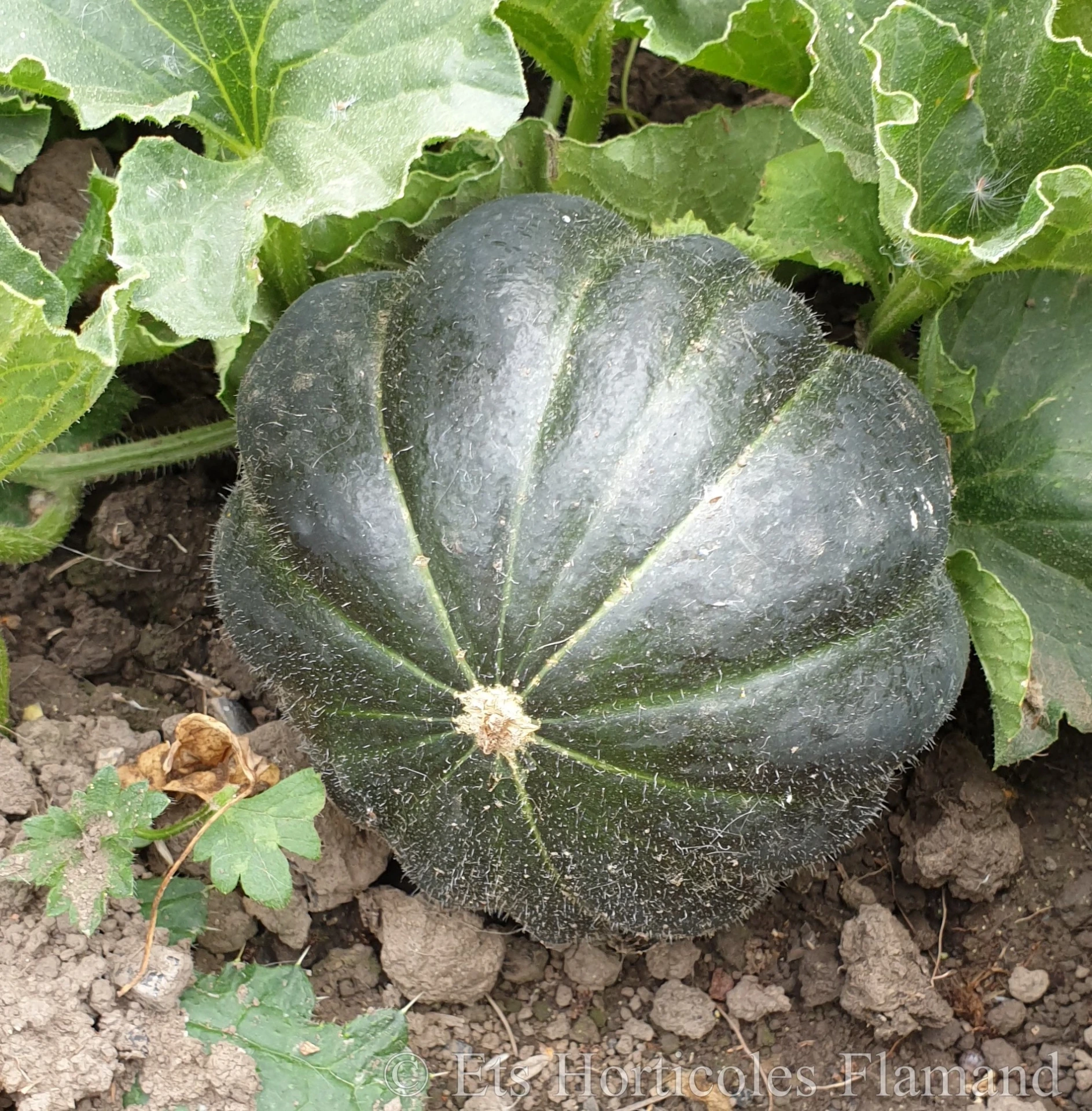 [S51150] Melon noir des carmes - 5 graines