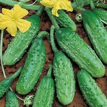 Cornichon vert petit de Paris - 10 graines